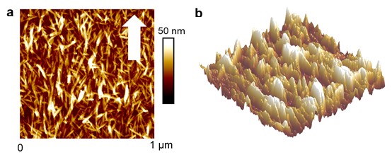 Oriented chitin  nanocristals